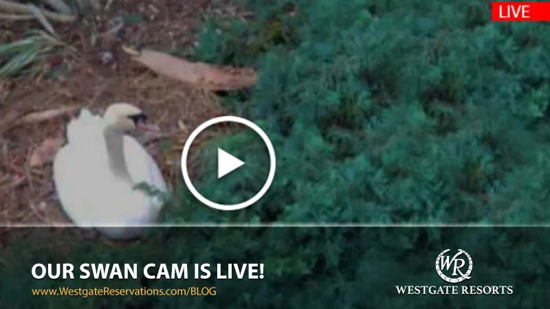 Westgate Resorts Swan Cam