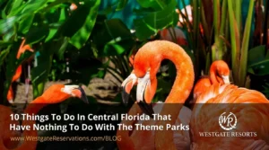 10 Things To Do In Central Florida That Have Nothing To Do With The Theme Parks