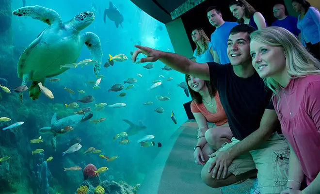Visitors pointing at a sea turtle swimming past the aquarium window at SeaWorld Orlando