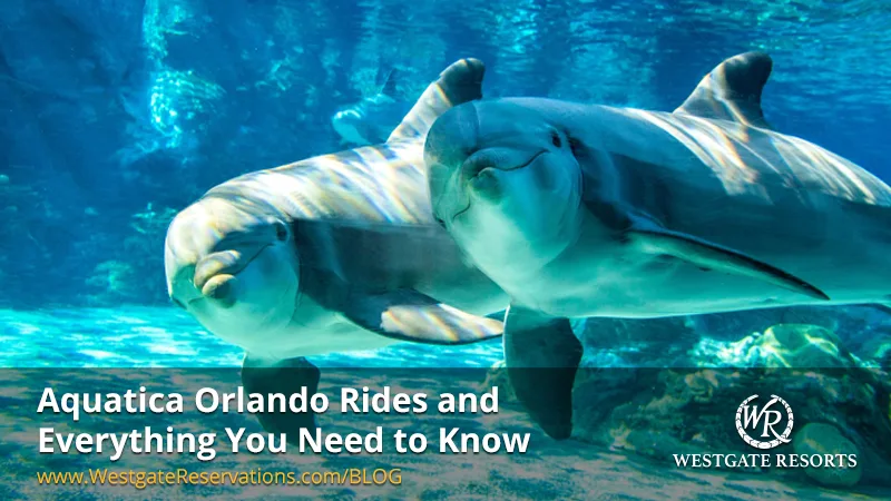 Everything You Need to Know About Aquatica Orlando Rides for the Entire Family