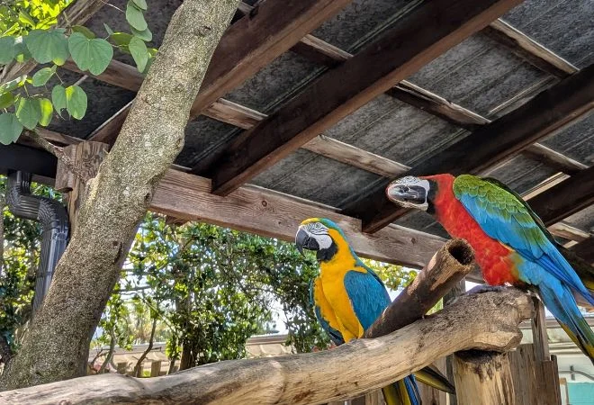 Birds at Gatorland