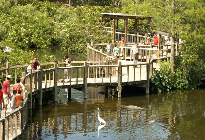 Breeding Marsh at Gatorland