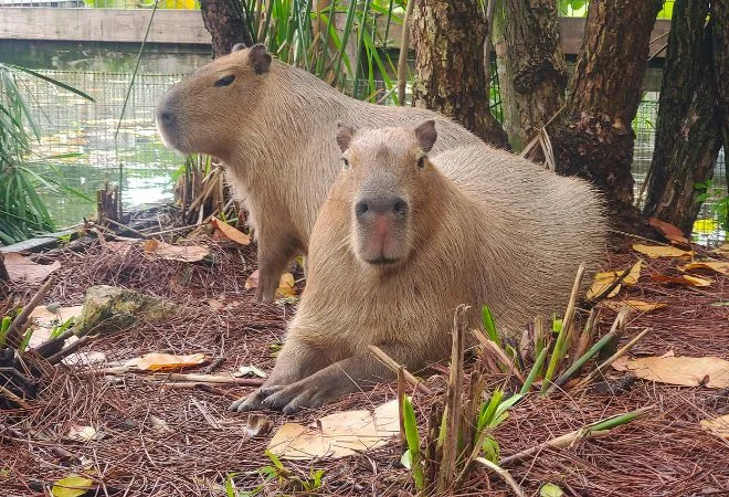 Capybaras at Gatorland