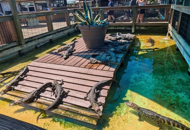 Gators sunbathing at Gatorland