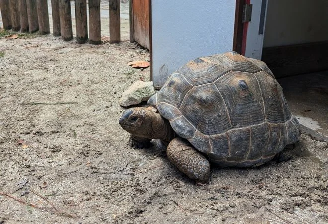 Tortoise at Gatorland