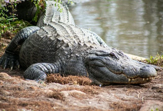 Gator at Gatorland