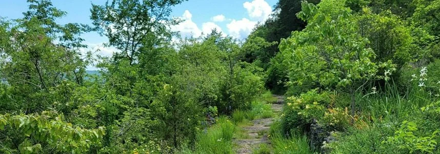 Narrow dirt hiking path through dense green woods near the Branson lakes