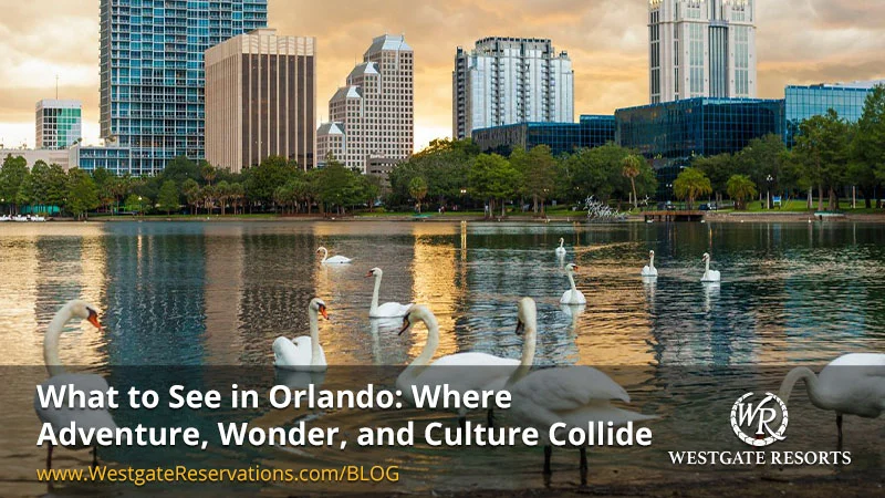 What to See in Orlando: Discover Orlando Where Adventure, Wonder, and Culture Collide