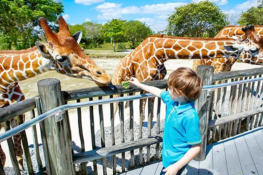A young boy reaching out to feed giraffes over the rail at Brevard Zoo near Cocoa Beach