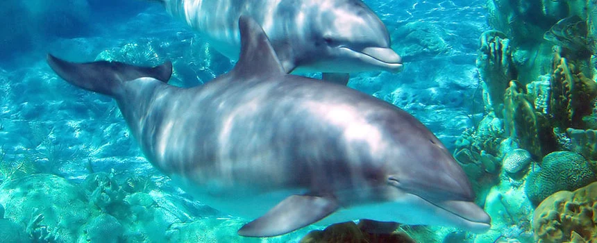 Two dolphins swimming underwater above a coral reef