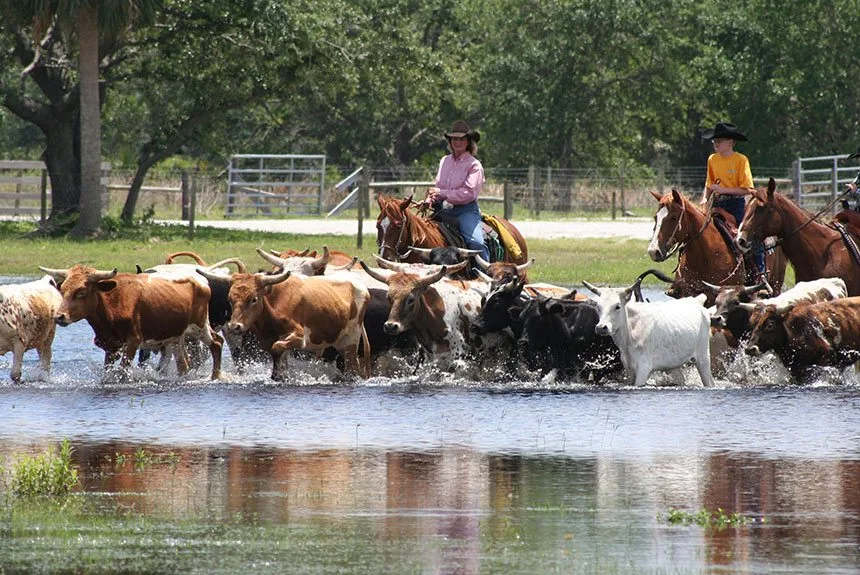 Cattle drive at Westgate River Ranch Resort & Rodeo