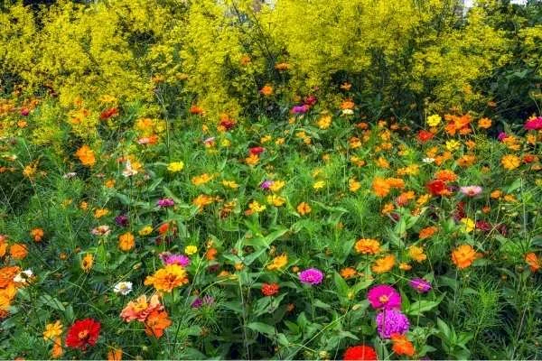 Williamsburg Botanical Garden
